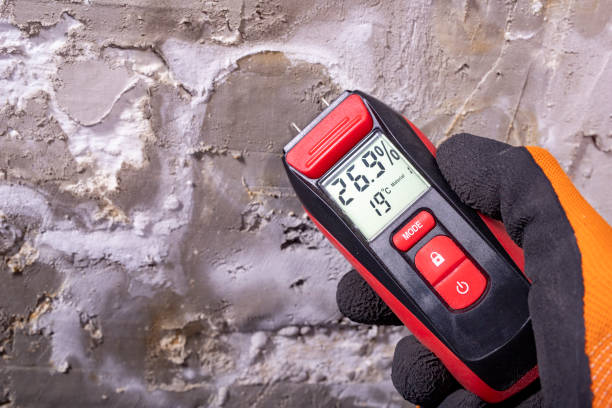 Best Basement Mold Remediation in Albany, CA