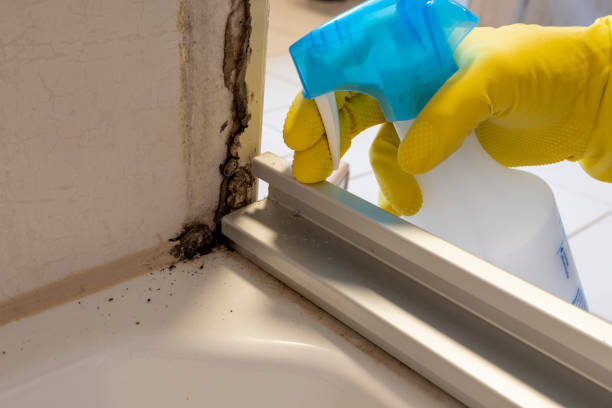 Best Residential Mold Remediation in Albany, CA