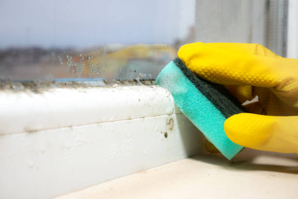 Albany, CA Mold Remediation Company