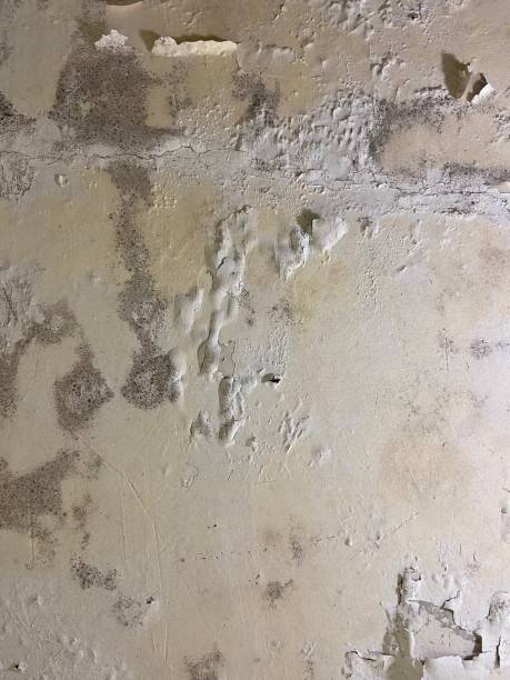Best Mold Testing and Inspection Services in Albany, CA