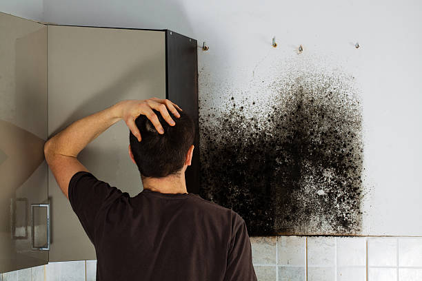 Best Mold Remediation for Specific Building Types in Albany, CA